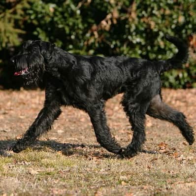 Schnauzer Gigante