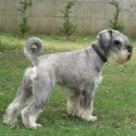 Schnauzer Medio