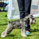 Schnauzer  Nano