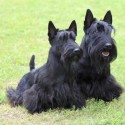 Scottish Terrier