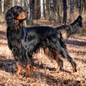 Setter Gordon