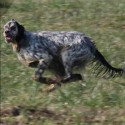 Setter Inglese