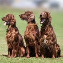 Setter Irlandese Alimentazione
