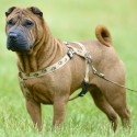 Shar Pei