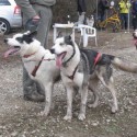 Siberian Husky