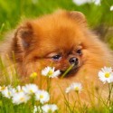 Spitz Tedesco