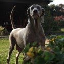 Weimaraner