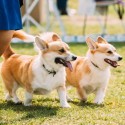 Welsh Corgi