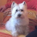 West Higland White Terrier (Westie)