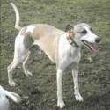Whippet