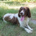 Springer Spaniel