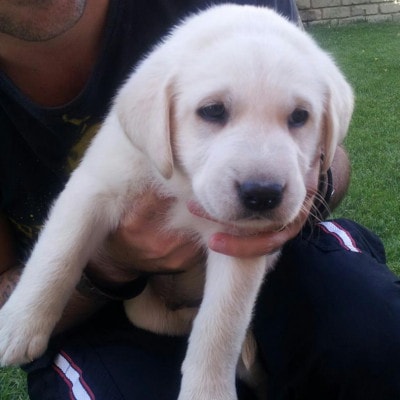 alimentazione cucciolo di labrador
