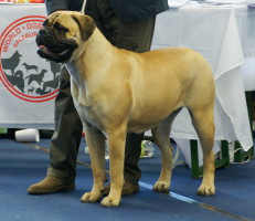 Bullmastiff Emma dei Bravi ragazzi