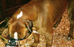 Cane Boxer che mangia le sue crocchette Dogbauer dalla ciotola