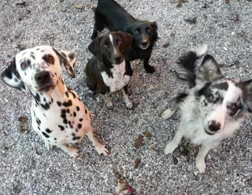 Quattro cani