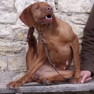 Crocchette Dogbauer Categoria Cani Allergici