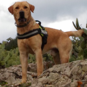 crocchette per labrador
