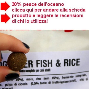 alimentazione bull terrier