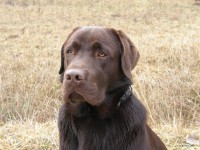 miglior cibo secco per labrador