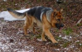 Cane da Pastore Tedesco