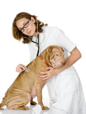 sharpei veterinaria