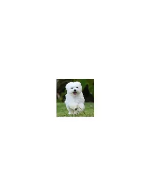 Maltese