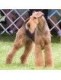 Airedale Terrier