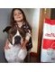 Amstaff (American Staffordshire Terrier)