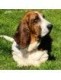 Basset Hound