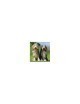 Bearded Collie