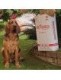 Bloodhound