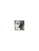 Bobtail