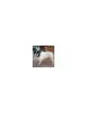 Bouledogue Francese