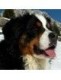 Bovaro del Bernese