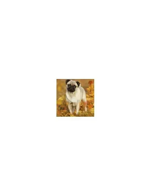 Carlino