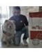 Chow Chow