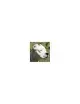 Dogo Argentino