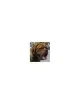 Dogue de Bordeaux