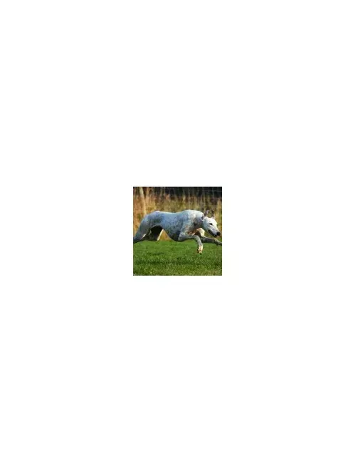 Greyhound