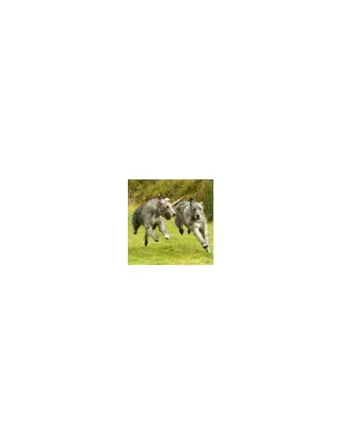 Irish Wolfhound