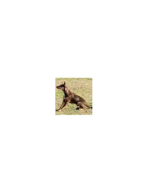Kelpie