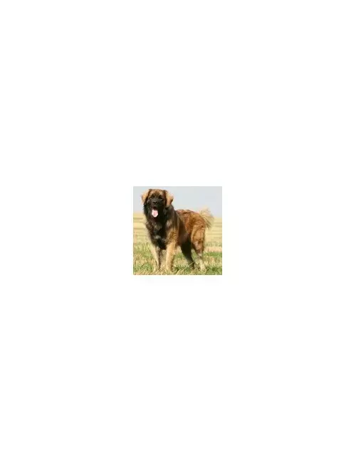 Leonberger