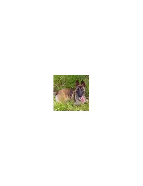 Malinois (Pastore Belga)