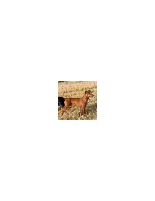 Pinscher (medio)