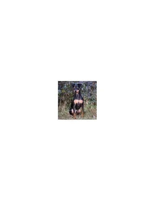 Pinscher Nano