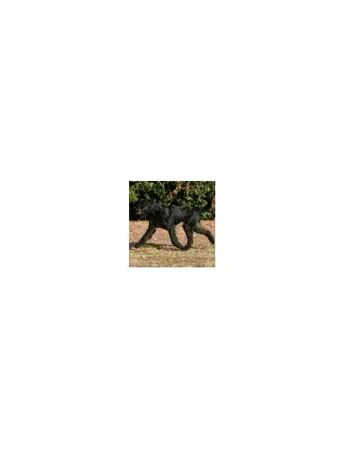 Schnauzer Gigante