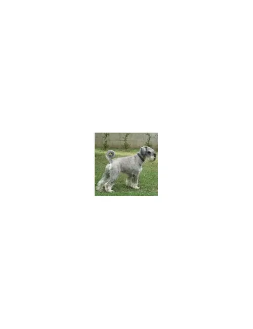Schnauzer Medio