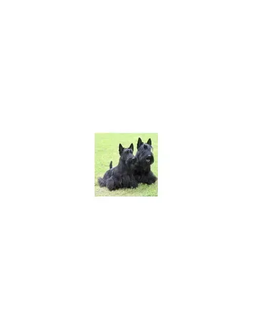Scottish Terrier