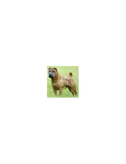 Shar Pei