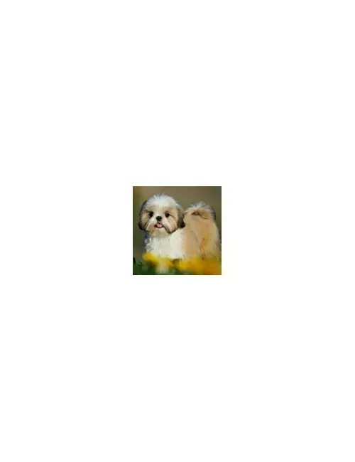 Shih Tzu